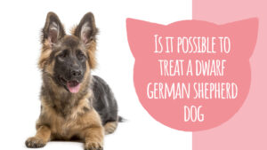 Is It Possible To Treat A Dwarf German Shepherd Dog