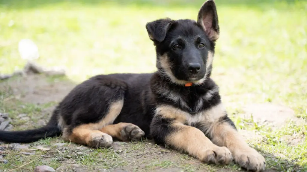 How to Find a Free German shepherd Puppy for Adoption