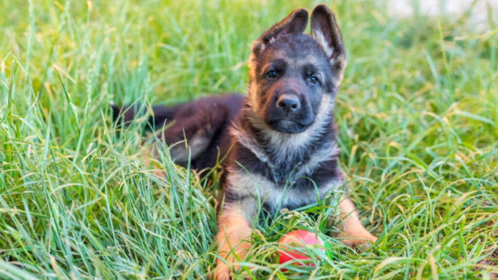 How To Find A Free German Shepherd Puppy For Adoption - All About ...