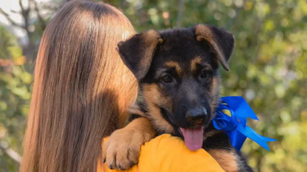 How To Find A Free German Shepherd Puppy For Adoption All About
