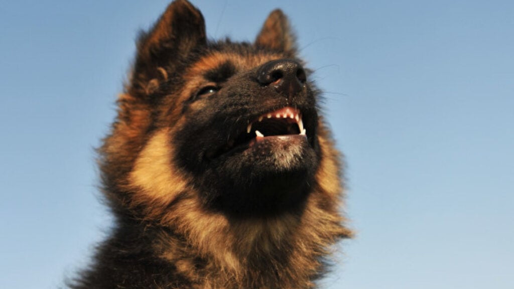 How To Find A Free German Shepherd Puppy For Adoption All About