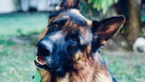 Blue Eyed German Shepherd