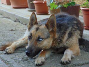 Blue Eyed German Shepherd