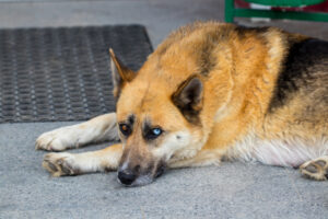 German Shepherds Have Blue Eyes