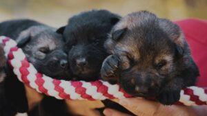 German Shepherd Growth Chart