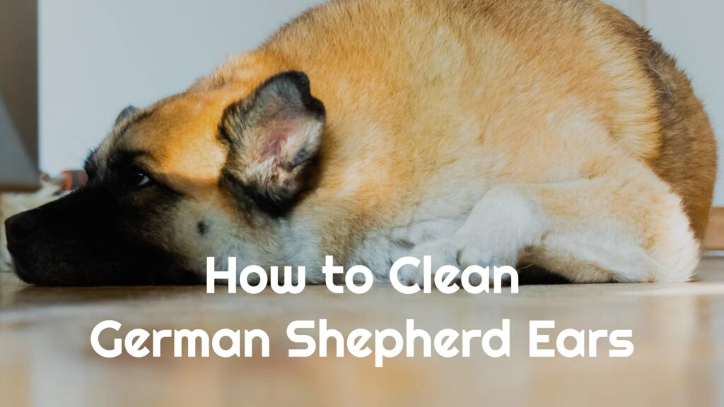 How To Clean German Shepherd Ears