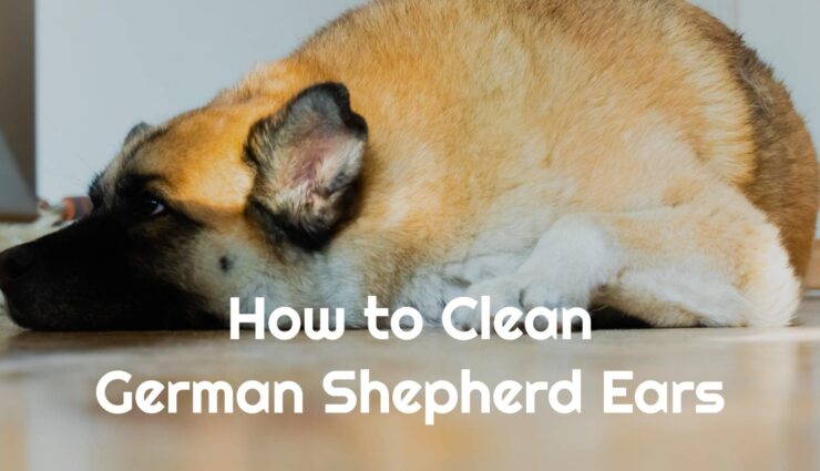 how to clean german shepherd ears