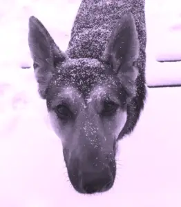 Blue German Shepherd Dog