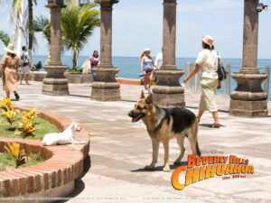  German Shepherd In &Quot;Beverly Hills Chihuahua&Quot;