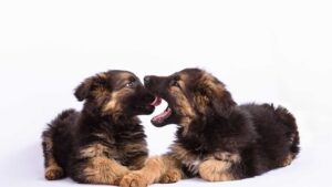 Two Gsd Puppies