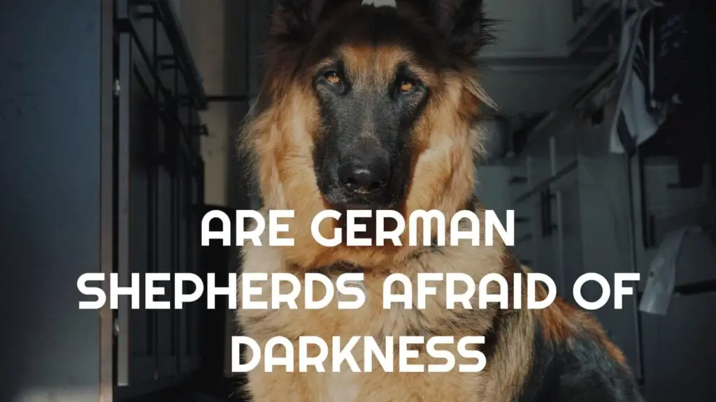 Are German Shepherds Afraid Of Darkness