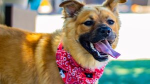 German Shepherd And Jack Russell Terrier Mix