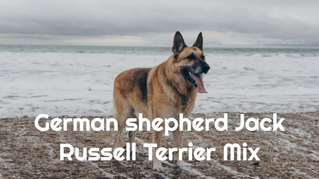 German Shepherd Jack Russell Terrier Mix