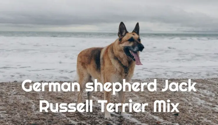 German shepherd Jack Russell Terrier Mix