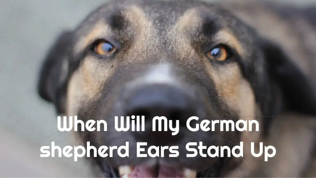 When Will My German Shepherd Ears Stand Up