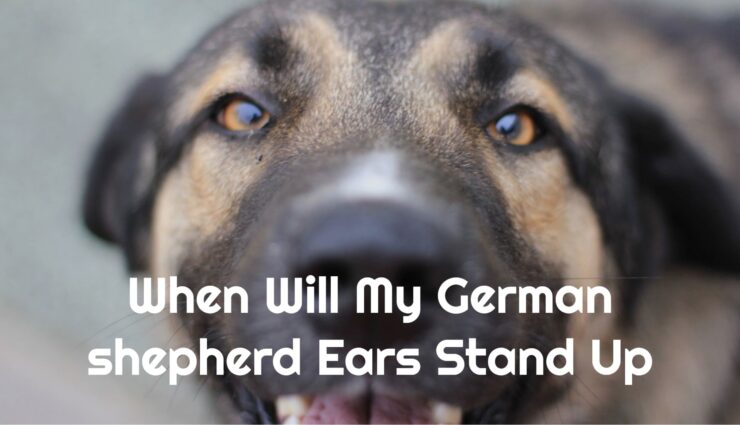 When Will My German shepherd Ears Stand Up