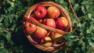 Can German Shepherds Eat Apples?