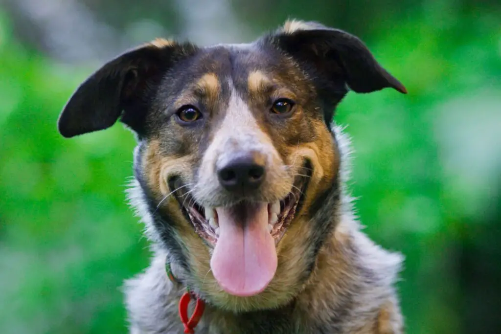 Full Grown German Shepherd Jack Russell Terrier Mix