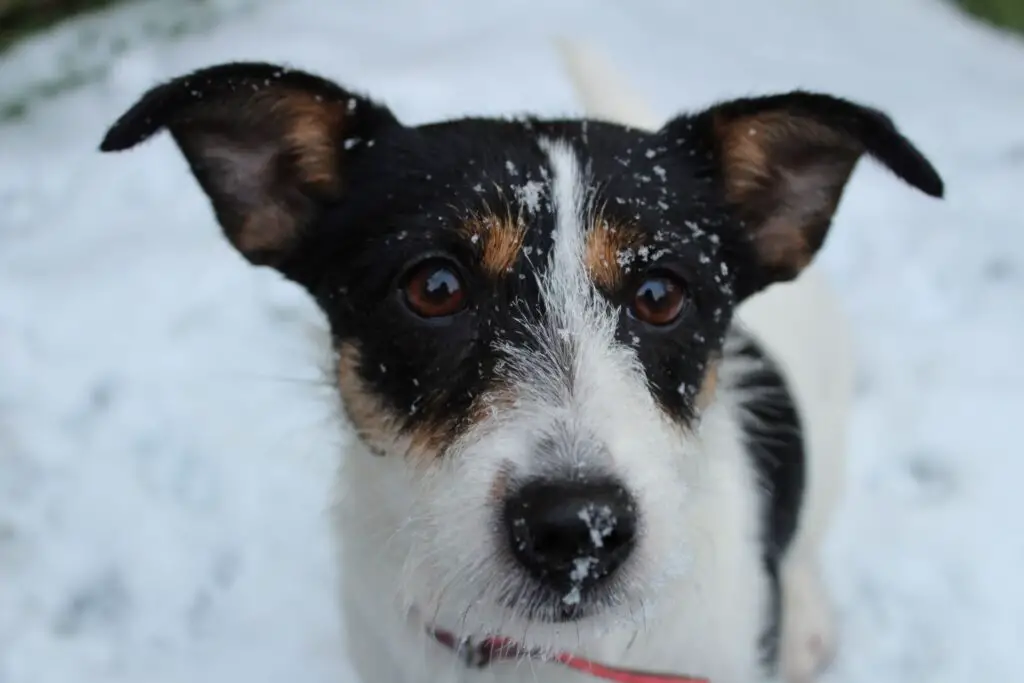 German Shepherd Mixed With Jack Russell Terrier