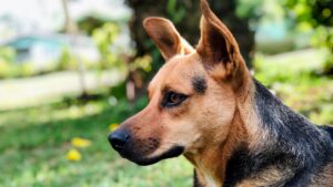 Jack Russell German Shepherd Mix