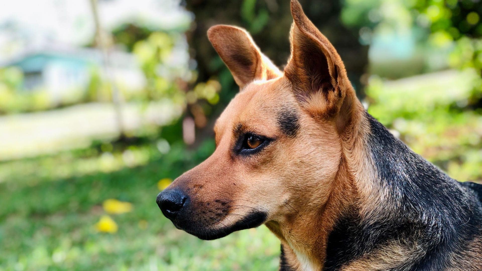 German Shepherd Jack Russell Terrier Mix: The Smart, Loyal Dog You've