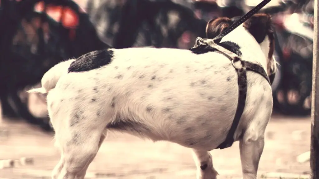 Jack Russell German Shepherd Mix