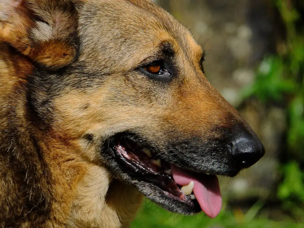 Gsd Scared Of Darkness