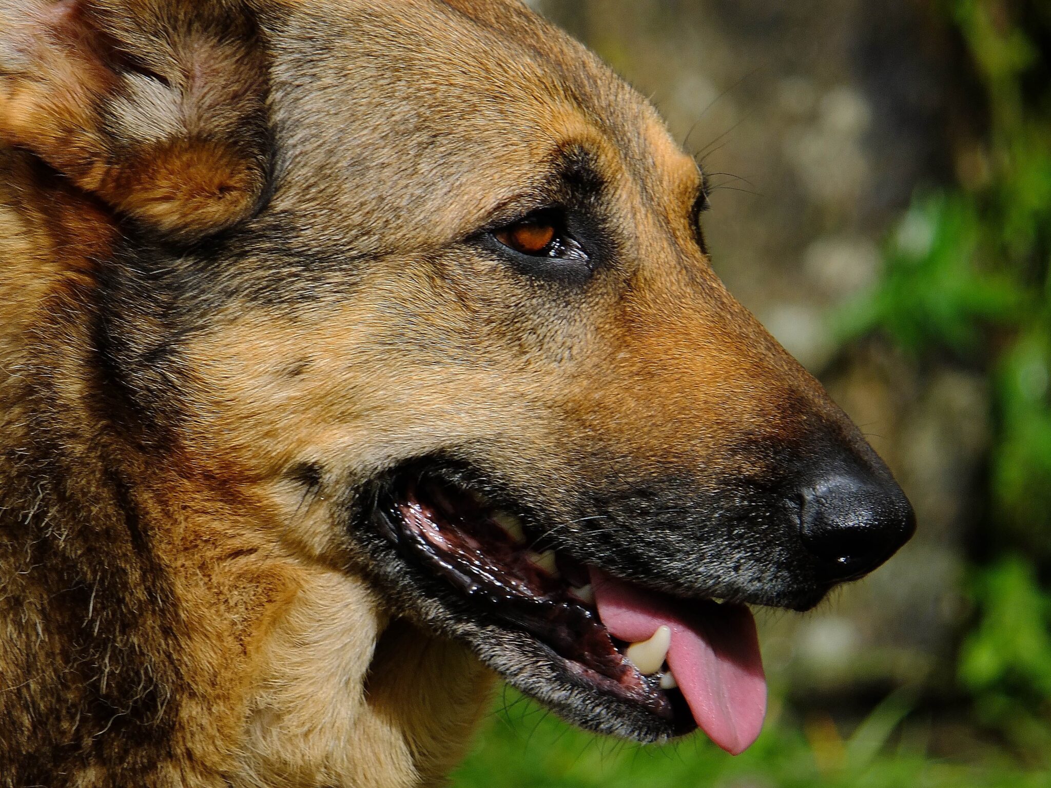 Are German Shepherds Afraid of Darkness? Discussions and