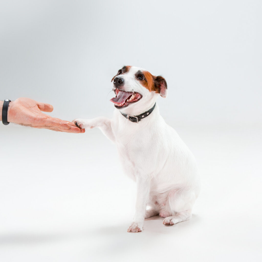 Lifespan Of Jack Russell Terrier