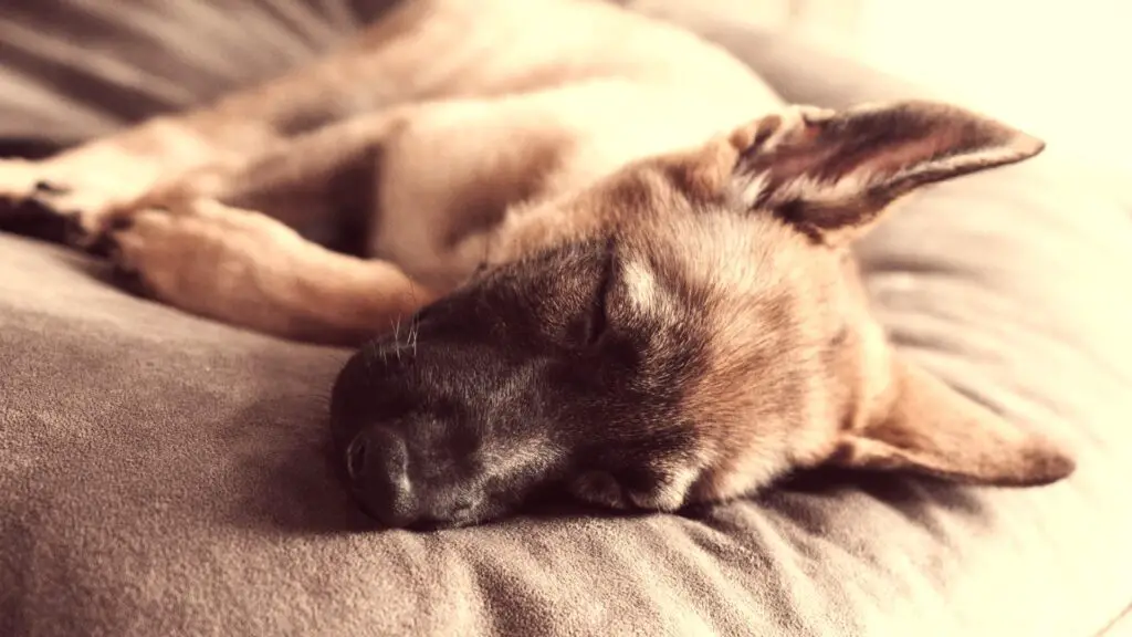 8 Week Old German Shepherd Puppy Sleeping