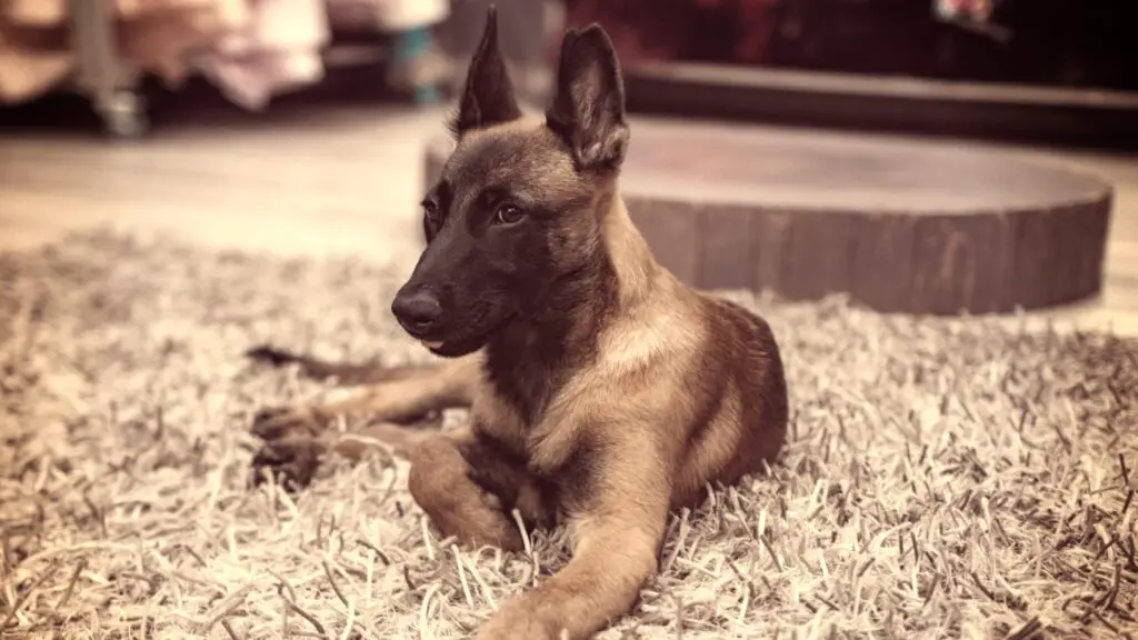 8 Week Old German Shepherd Puppy Training