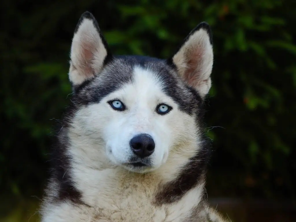 Alaskan Malamute Personality