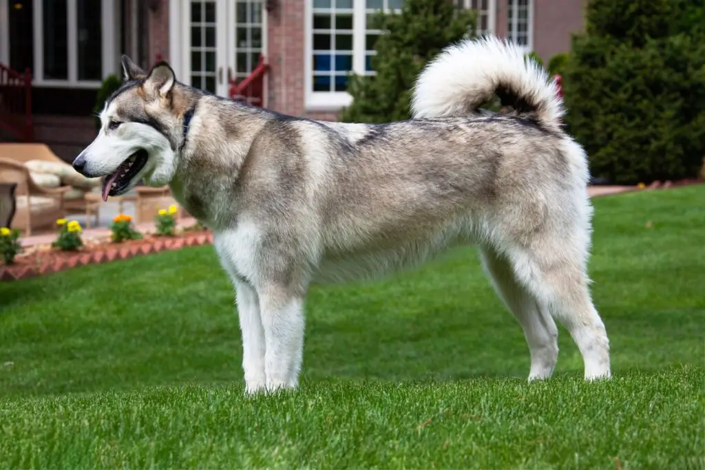 Alaskan Malamute And Gsd