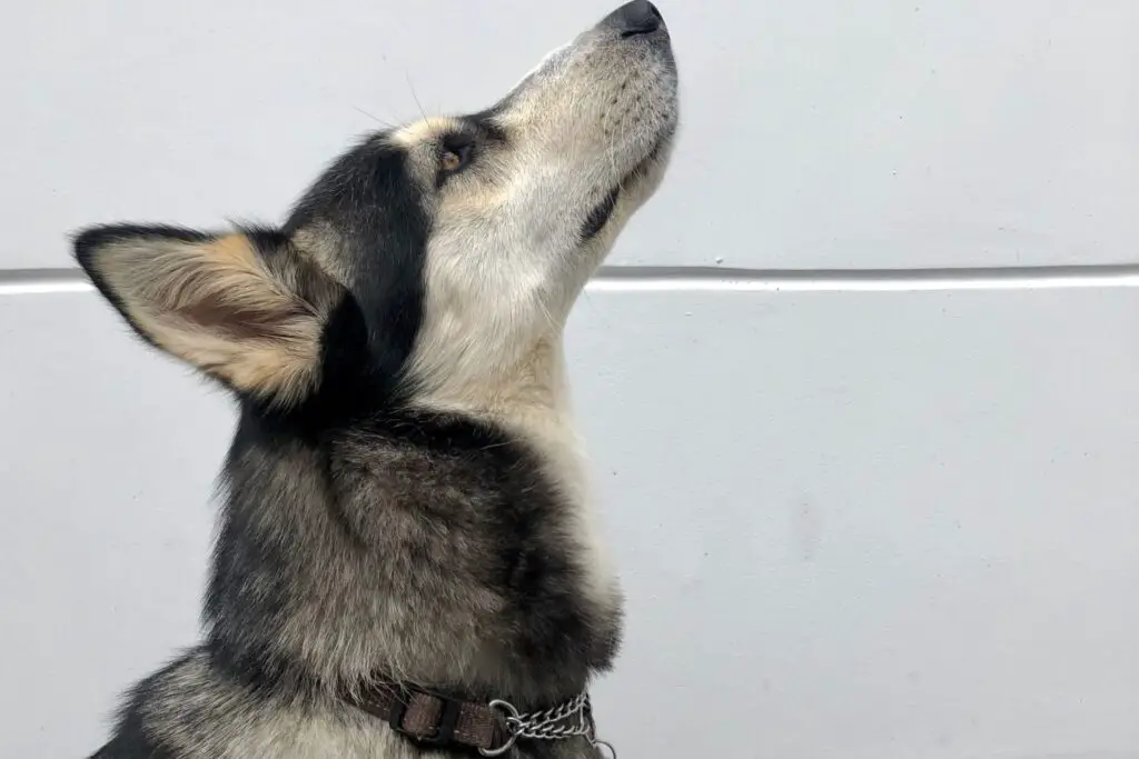 Gsd Malamute Mix Grooming