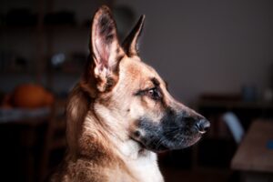 Are German Shepherds Good Dogs For Apartments