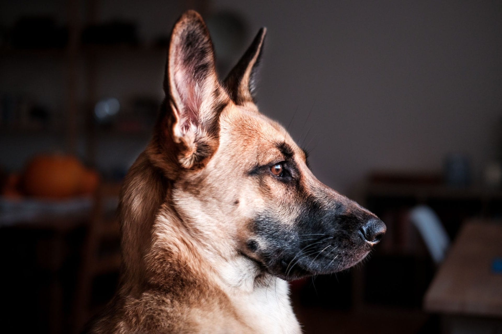 Can German Shepherds Live In Small Apartments? An Ultimate Guide All About German Shepherds