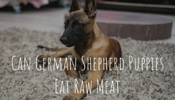Can German Shepherd Puppies Eat Raw Meat