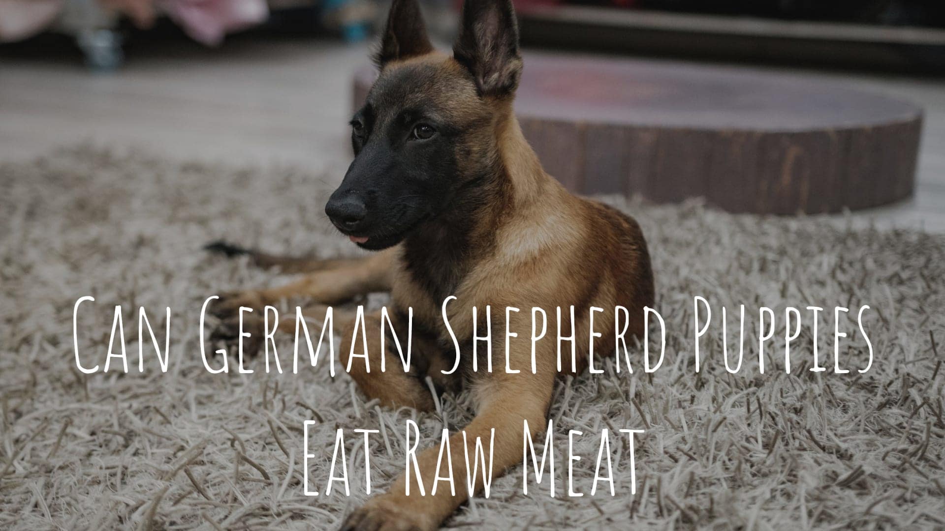 Can German Shepherd Puppies Eat Raw Meat Pros And Cons Of Feeding Raw 