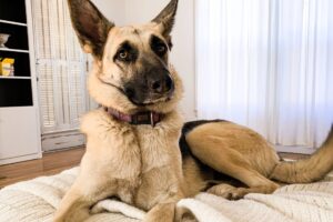 Can German Shepherds Live In Apartments