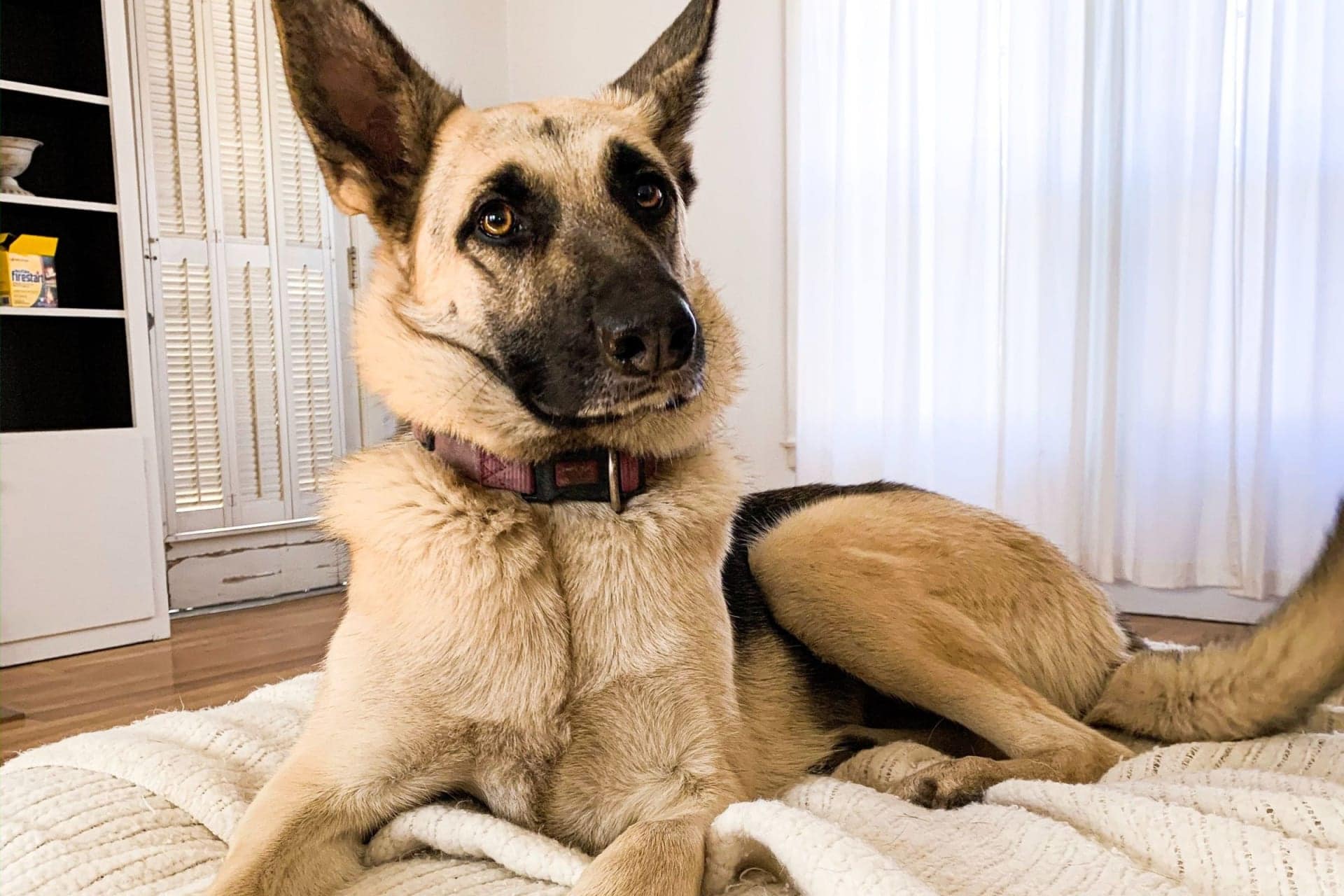 Can German Shepherds Live In Small Apartments? An Ultimate Guide All