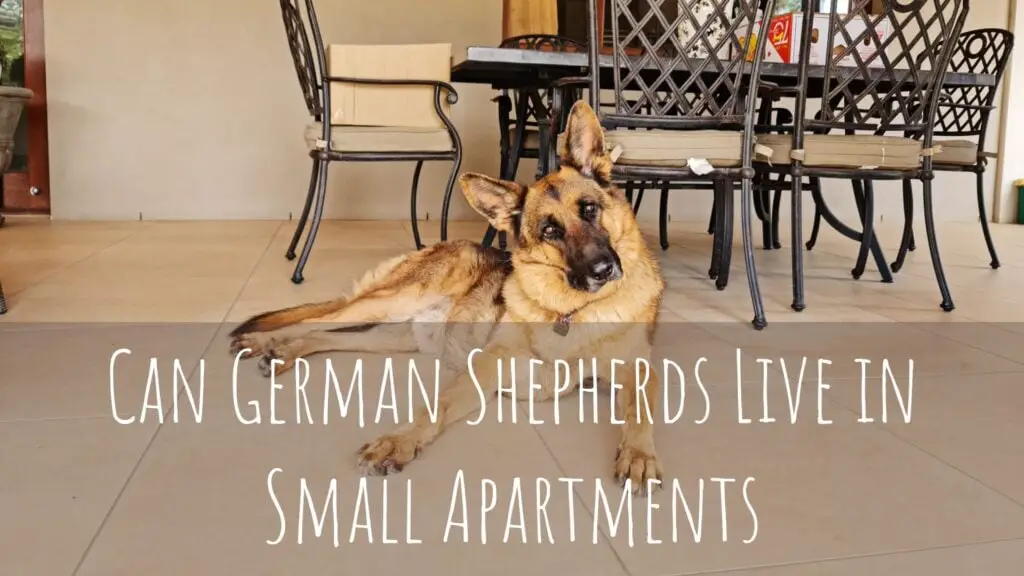 Can German Shepherds Live In Small Apartments