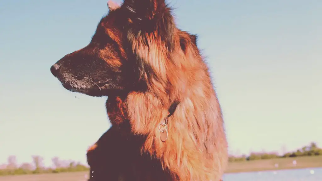 Can A German Shepherd Get Along With A Yorkie?