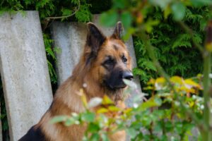 Can A German Shepherd Live In An Apartment