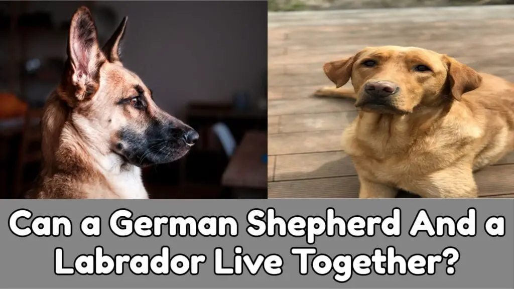 Can Labs And German Shepherds Live Together