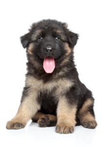 8 Week Old German Shepherd Puppy