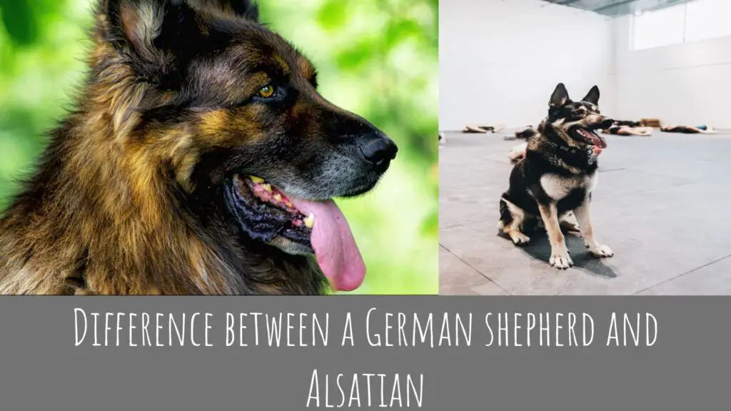 Difference Between A German Shepherd And Alsatian