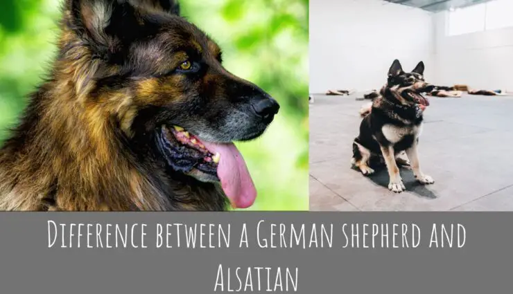 Difference between a German shepherd and Alsatian