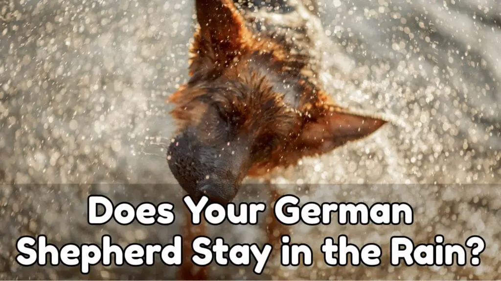 Does Your German Shepherd Stay In The Rain