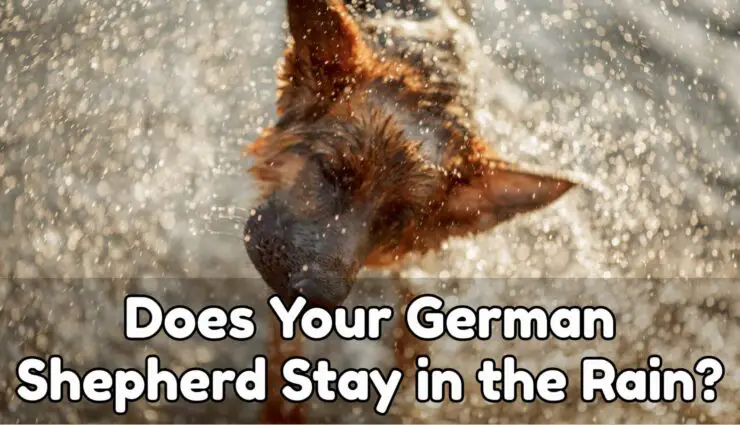 Does Your German Shepherd Stay in the Rain