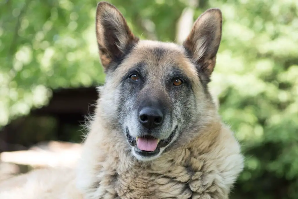 Gsd Malamute Mix Grooming